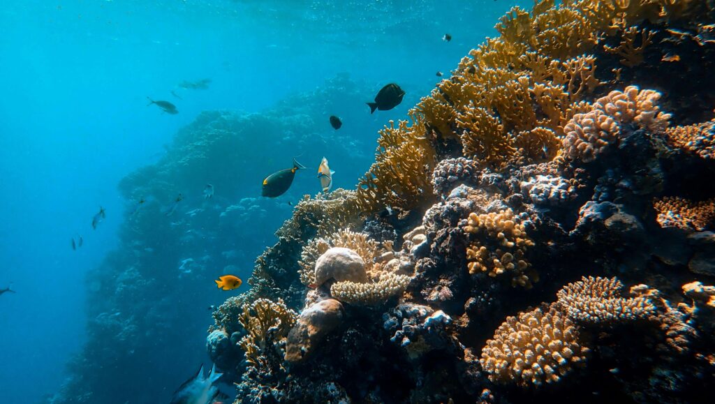 Coral structure in the sea