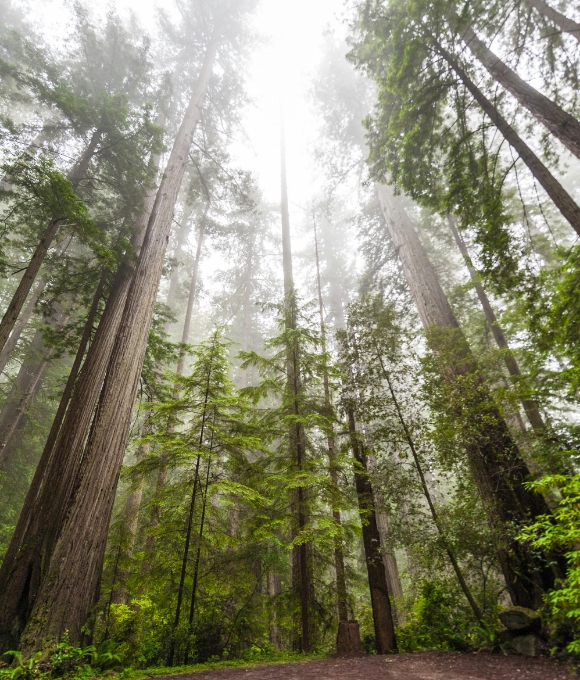 Nate hagens forest